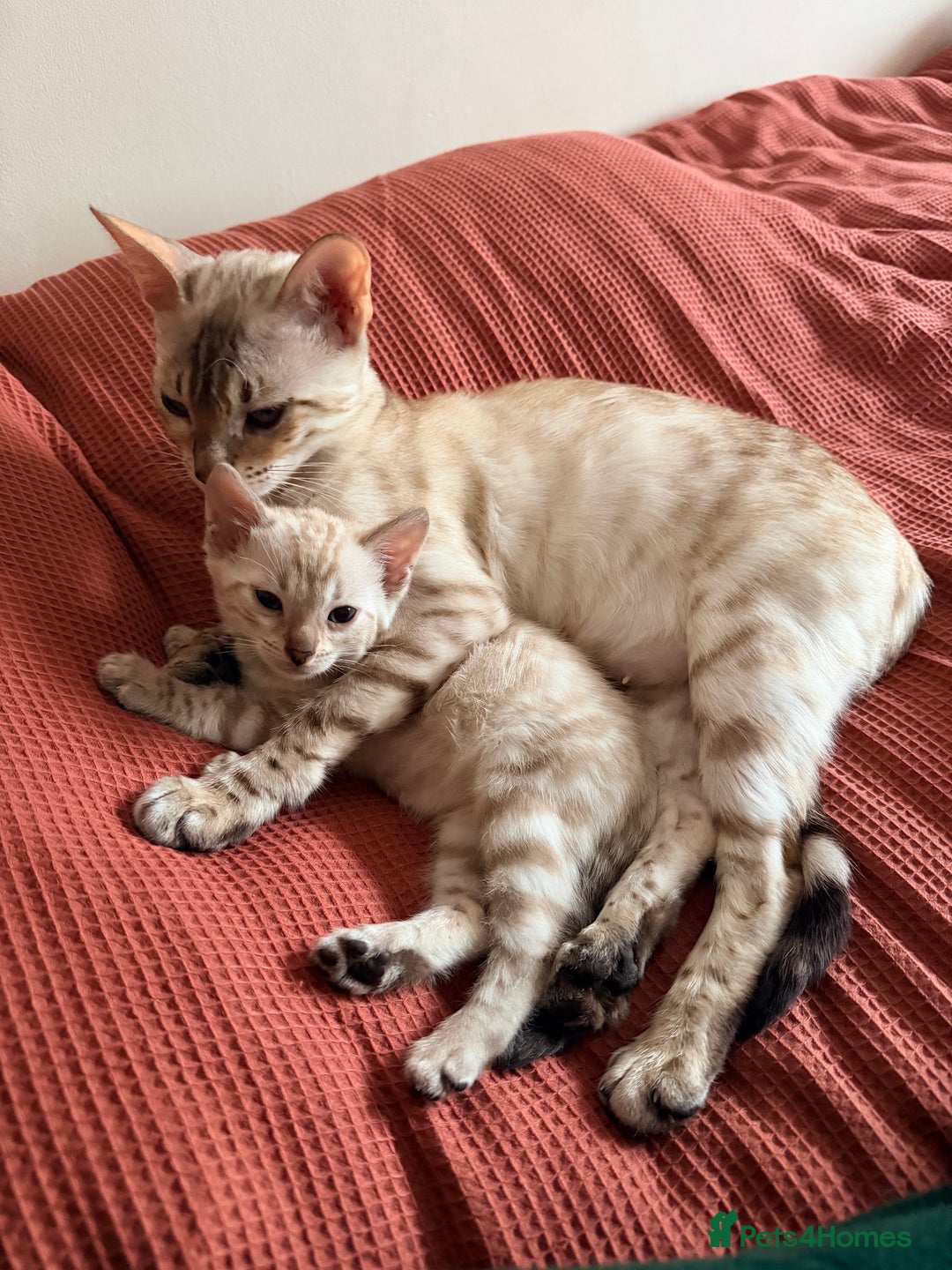 Bengal cats for sale: PURE BRED SNOW LYNX kittens 🐱 - Advert 7