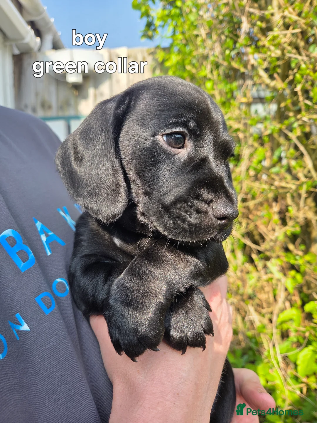 Mixed Breed dogs for sale: Cocker Spaniel x Dachsund Puppies  - Advert 19