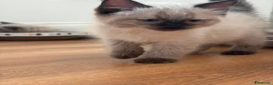 Ragdoll Kitten 1