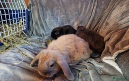 Mini Lop rabbits for sale: Cute Purebred Mini lops-Boys and girls available - Image 6