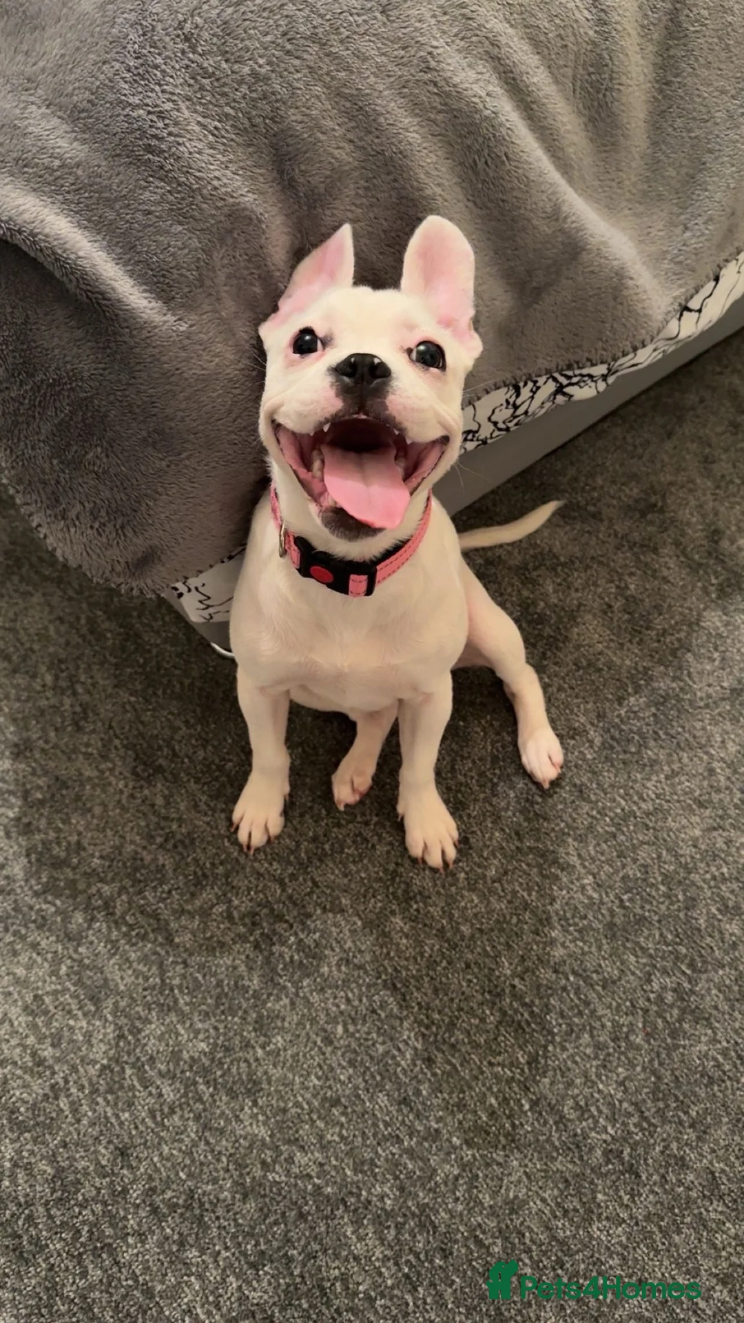 Mixed Breed dogs for sale: Staffy x French bulldog  - Advert 7