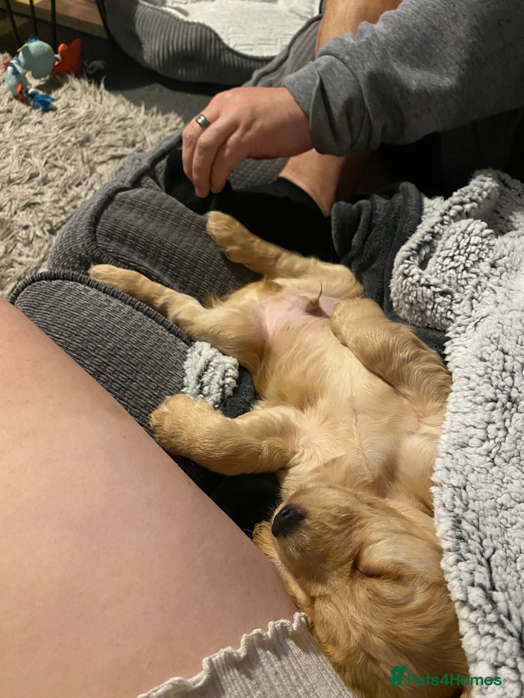 Cocker Spaniel dogs for sale: Cocker Spaniel Male-14 Weeks Old - Advert 3