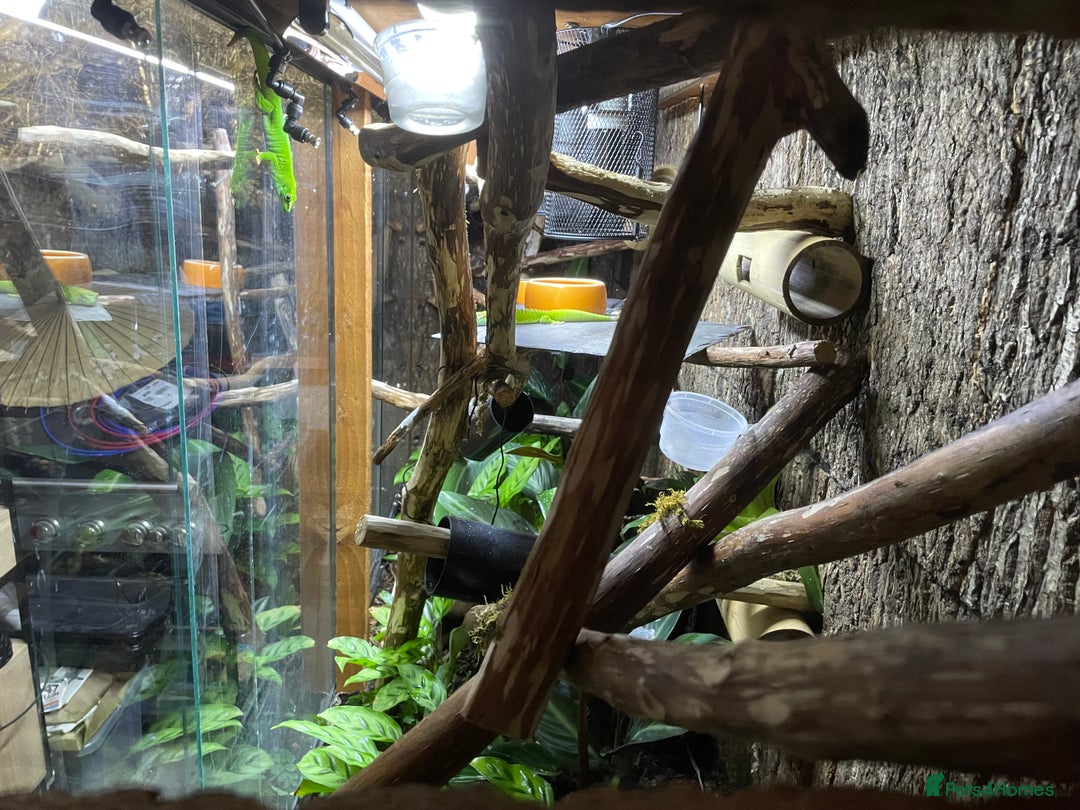 Gecko reptiles for sale: Madagascan giant day geckos with vivarium - Advert 5