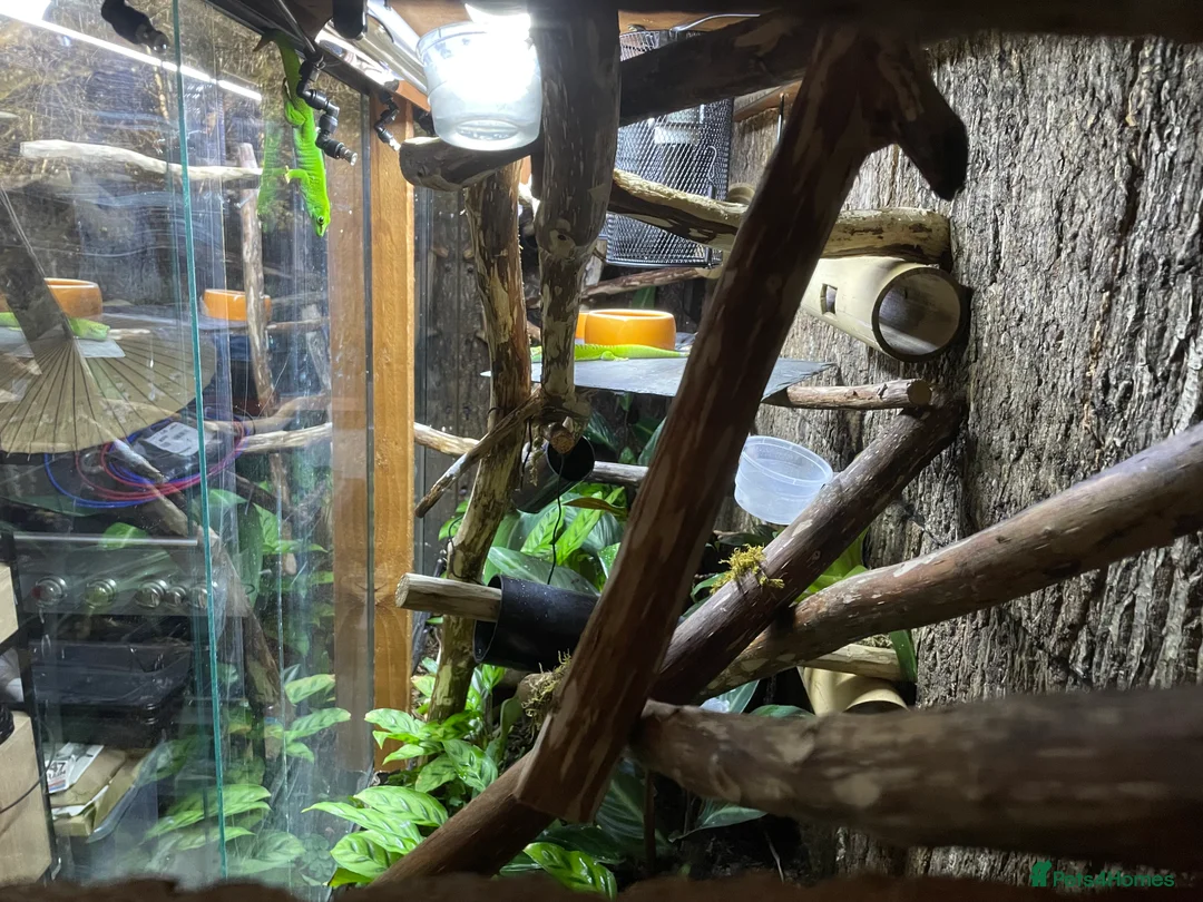 Gecko reptiles for sale: Madagascan giant day geckos with vivarium - Advert 5