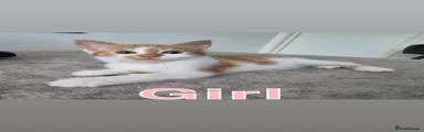 British Shorthair 1