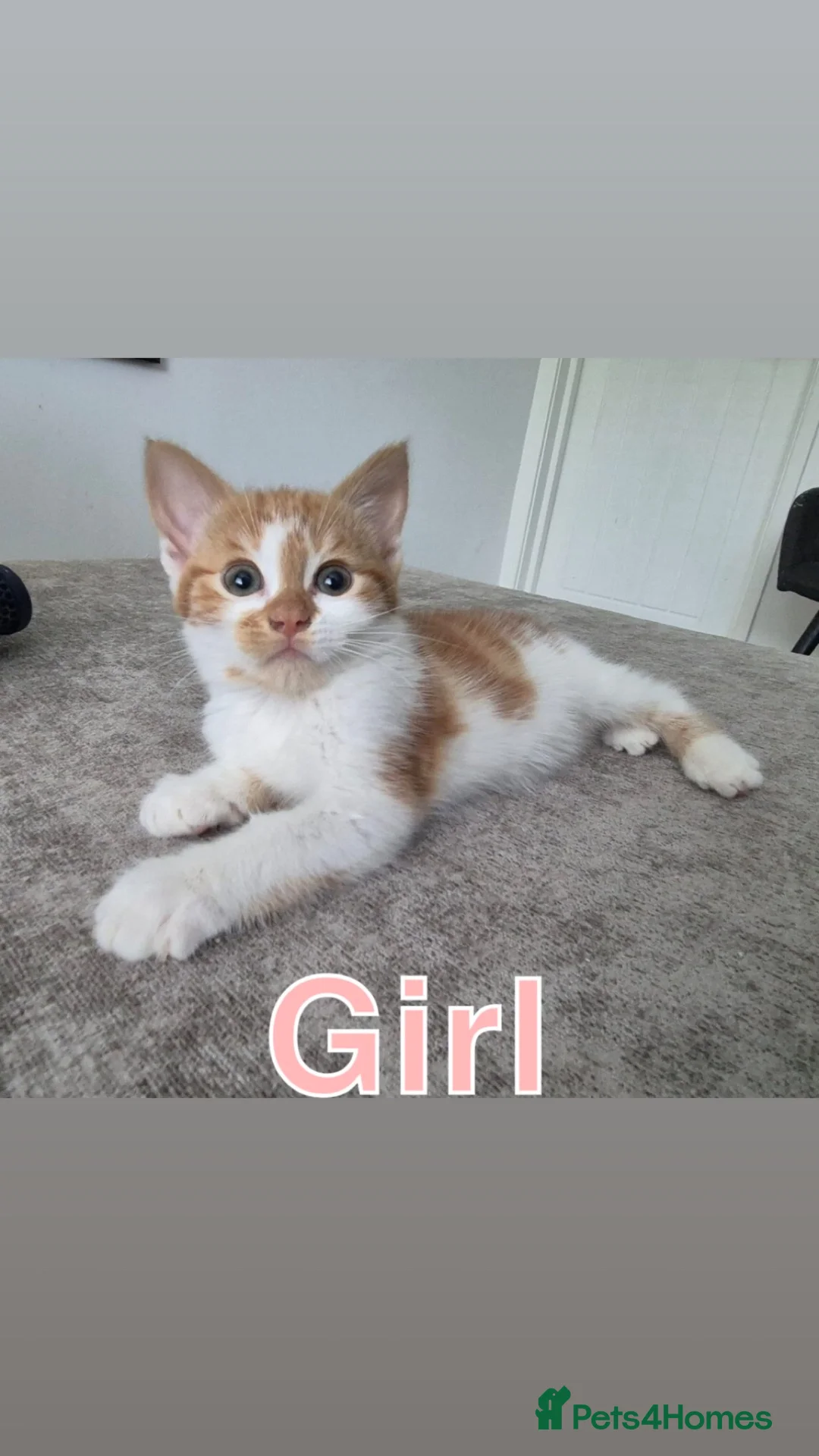 British Shorthair cats for sale: 5 Beuatiful kittens  - Advert 2