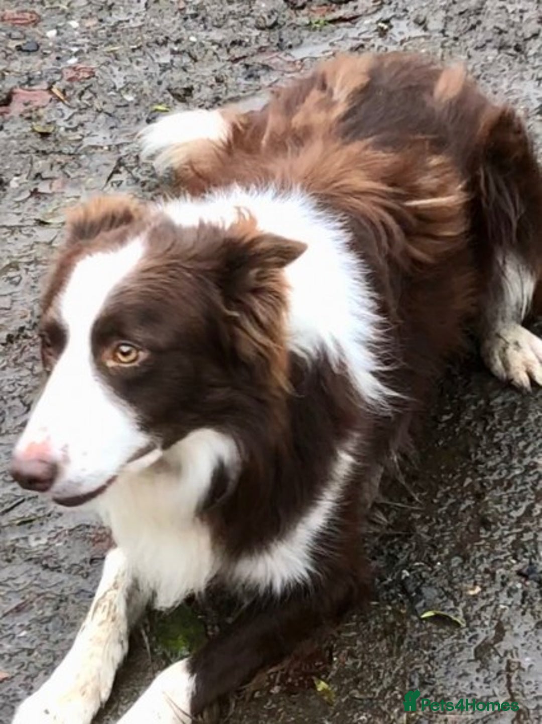 Border Collie dogs for stud: Stunning red working collie health tested proven in Dunblane - Image 6