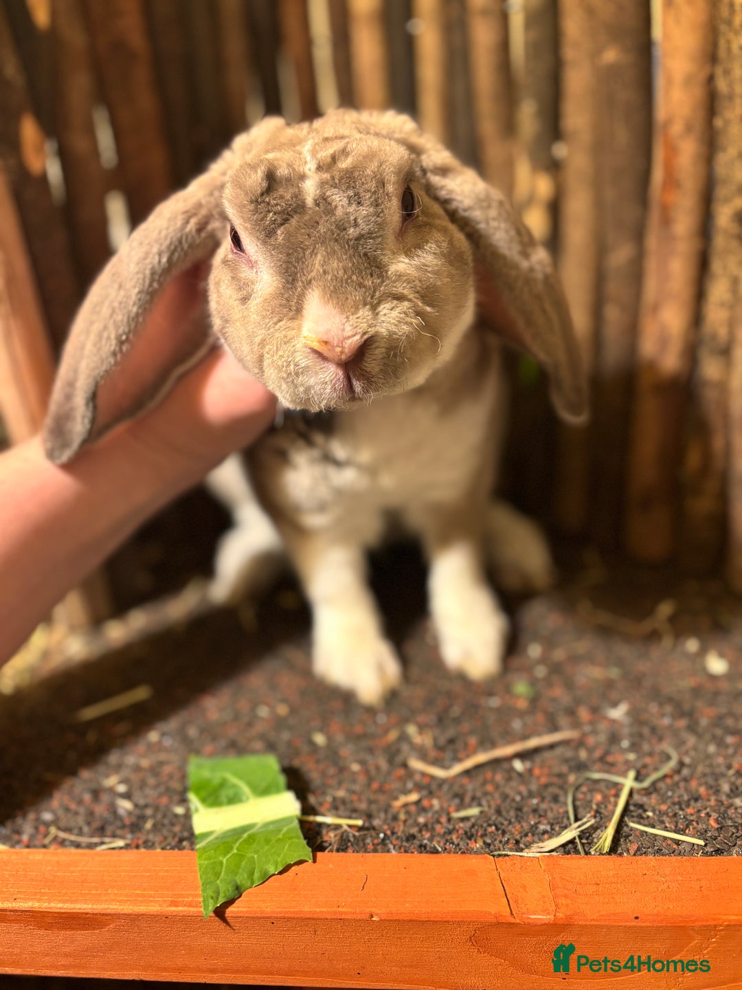 Mini Lop rabbits for sale: Chinchilla vm mini plush lop buck ✨ - Advert 3