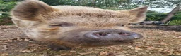 Pig livestock for sale: 2 kune kune pigs  - Advert 4