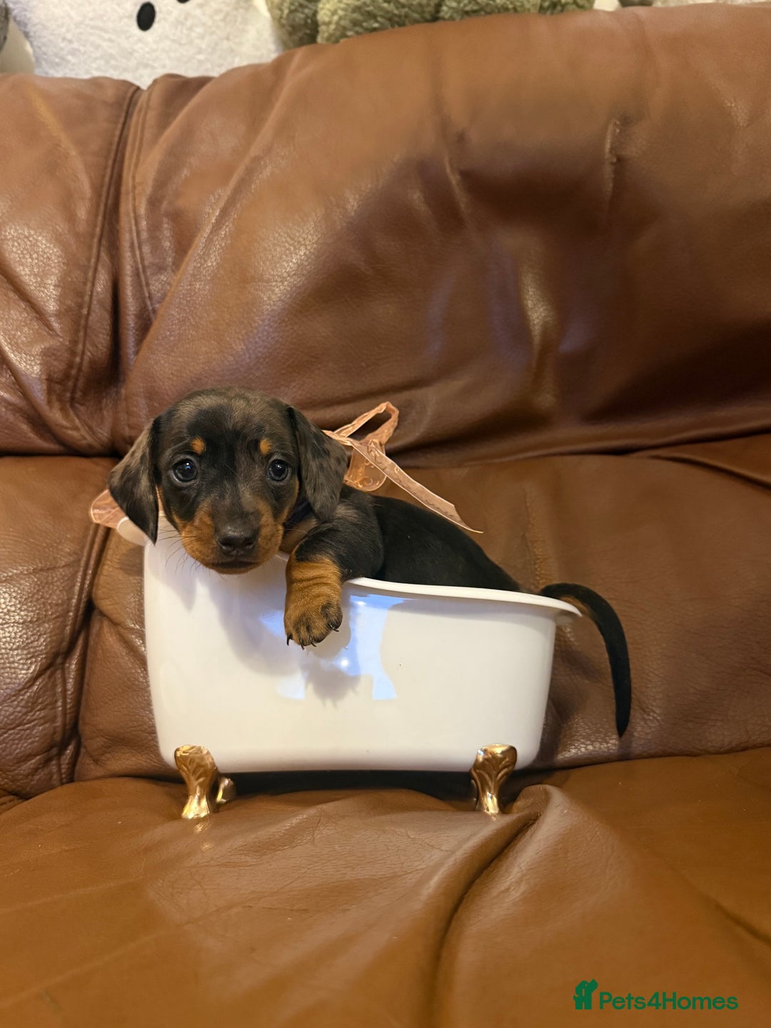 Dachshund dogs for sale: Miniature dachshund puppies 1 girl left - Advert 7