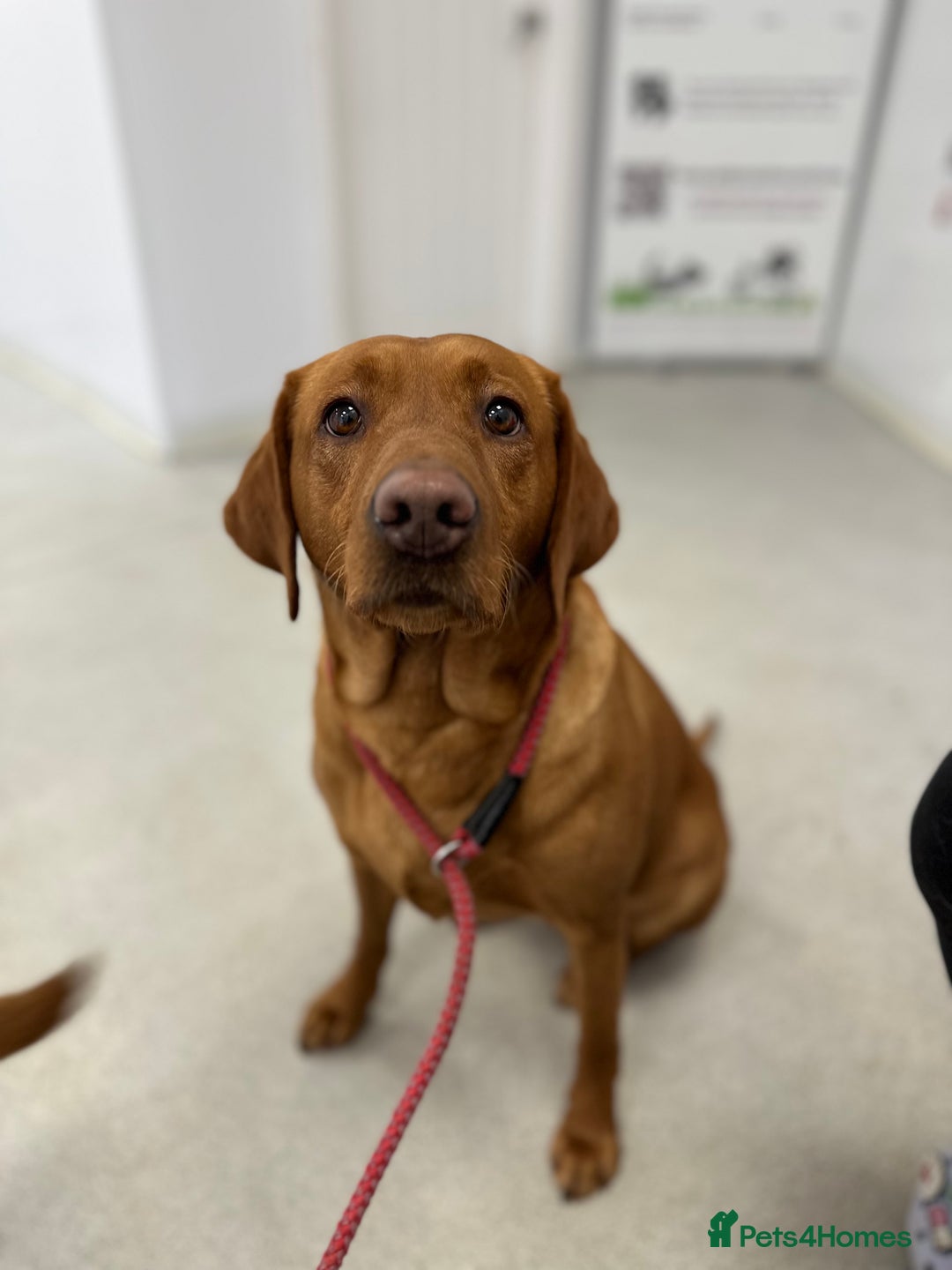 Labrador Retriever dogs for sale: KC Fox Red Labrador Pups FTCH Sire - Health Tested - Advert 4