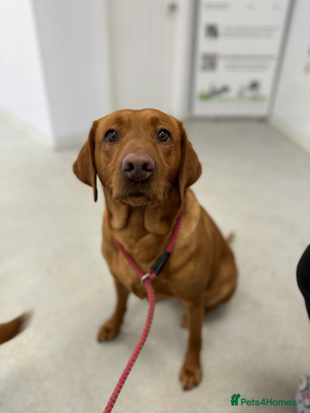 Labrador Retriever dogs for sale: KC Fox Red Labrador Pups FTCH Sire - Health Tested - Advert 4