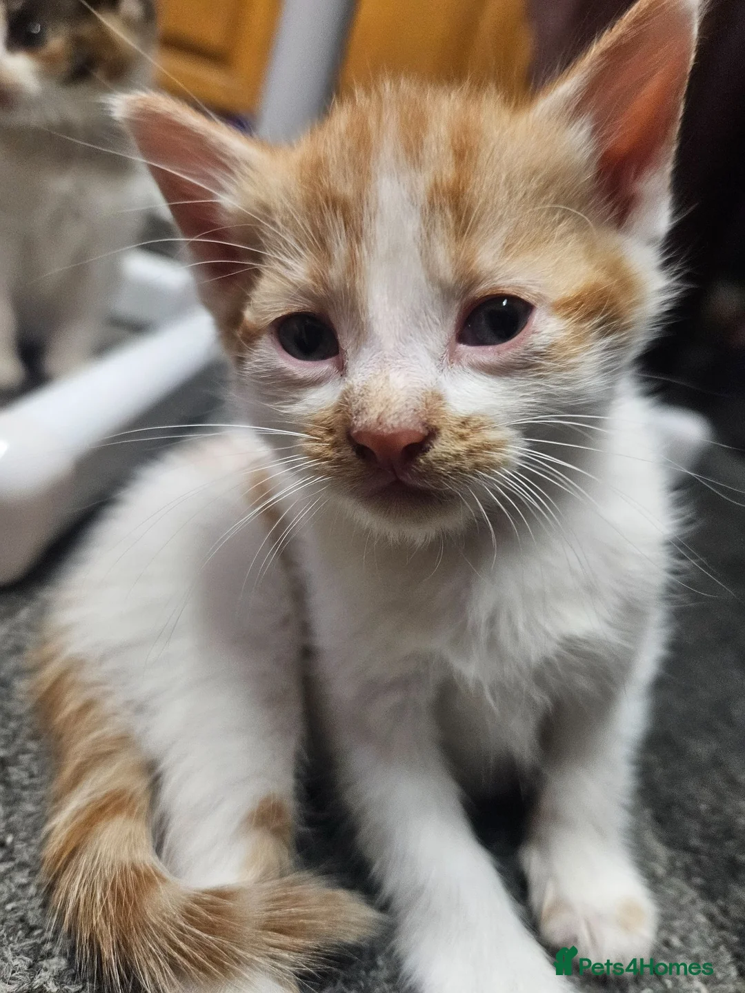 Mixed Breed cats for sale: 3 boys and 2 girl kittens for sale - Advert 6
