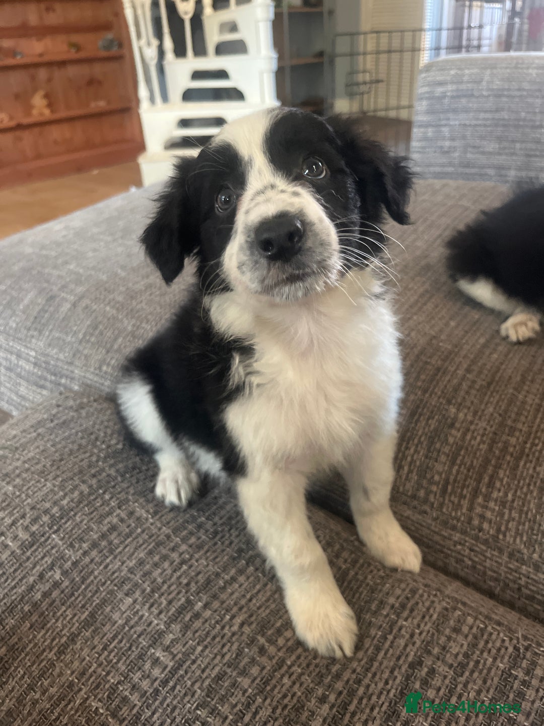 Border Collie dogs for sale: Border collie pup all white girl. - Image 6