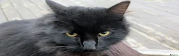 Mixed Breed cats for sale: Domestic long hair, black male - Advert 6