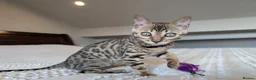 Bengal cats for sale: 🤎🖤 Gorgeous Bengal Girl 🖤🤎 - Advert 16