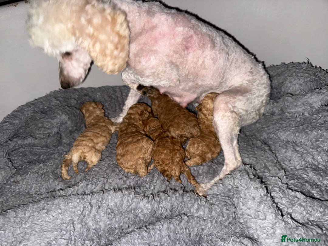 Maltipoo dogs for sale: Multipoo  - Image 18
