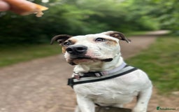 Mixed Breed dogs for sale: Peppa - Image 2