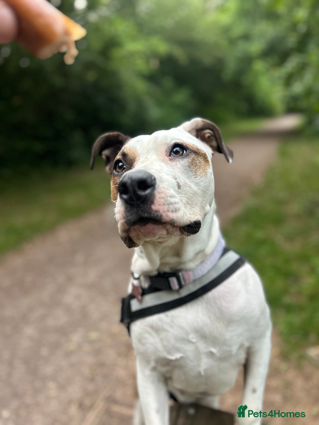 Mixed Breed dogs for sale: Peppa - Image 2