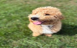 Cockapoo dogs for sale: Cockapoo pup! 6 months old  - Image 2
