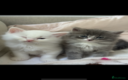 Siberian cats for sale: Siberian Hypoallergenic Kittens  - Image 8