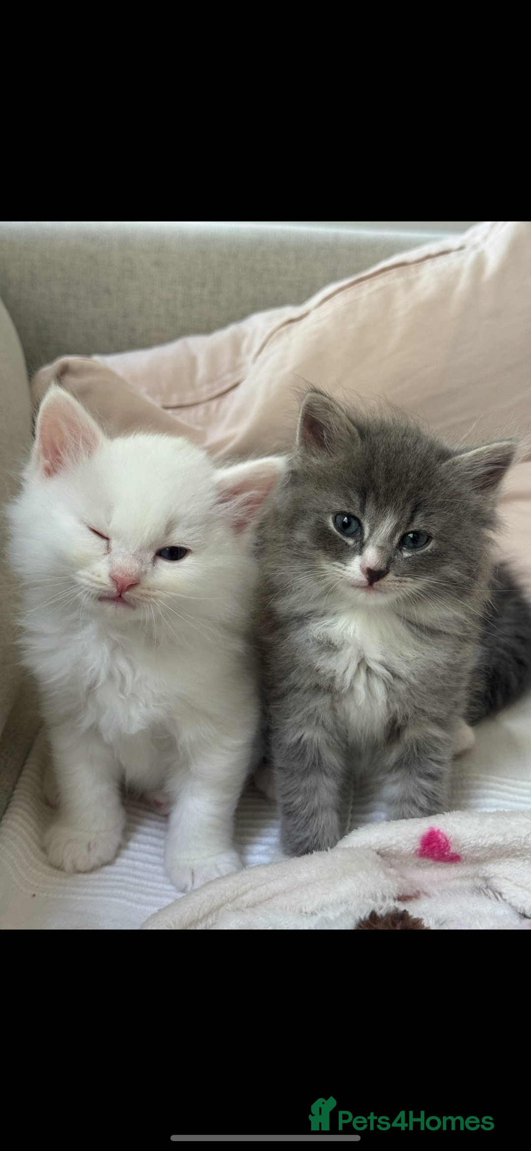 Siberian cats for sale: Siberian Hypoallergenic Kittens  - Image 8