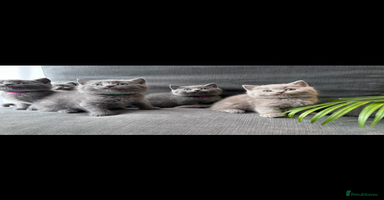 British Shorthair cats - Advert 5