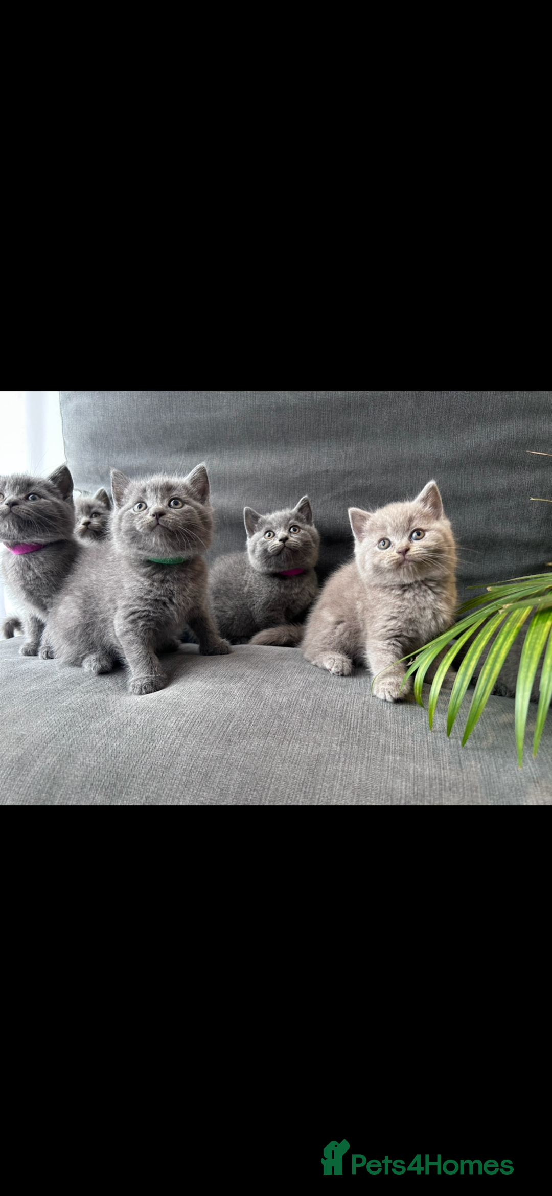 British Shorthair cats for sale: PURE PEDIGREE BSH KITTENS - Image 3