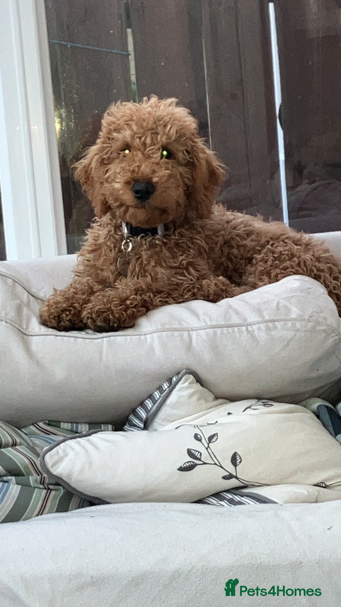 Labradoodle dogs Charlie - Advert 1