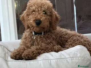 Labradoodle dogs Charlie - Advert 3