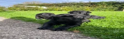Labrador Retriever dogs for sale: Beautiful Black Labrador Puppies  in Lampeter - Advert 14