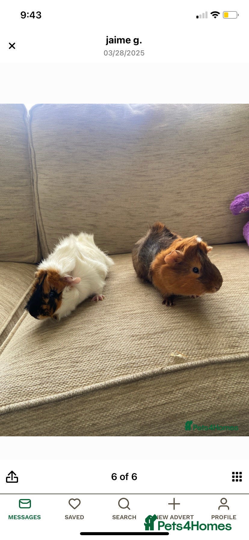 Guinea Pig rodents male guinea pigs  - Advert 1