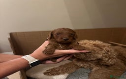 Miniature Poodle dogs for sale: Red Miniature Poodles  - Image 2