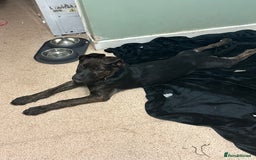 Mixed Breed dogs for sale: Bobby - Advert 4