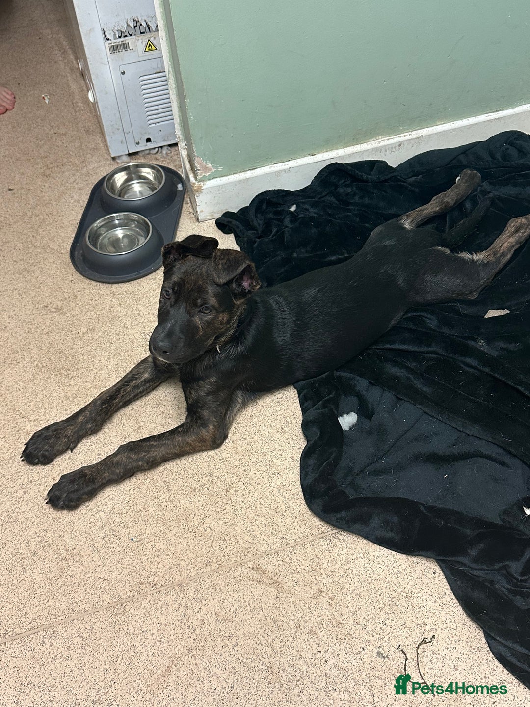 Mixed Breed dogs for sale: Bobby - Advert 4