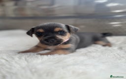 Jack Russell dogs for sale: Rare Jack Russell Puppies for sale - Image 4