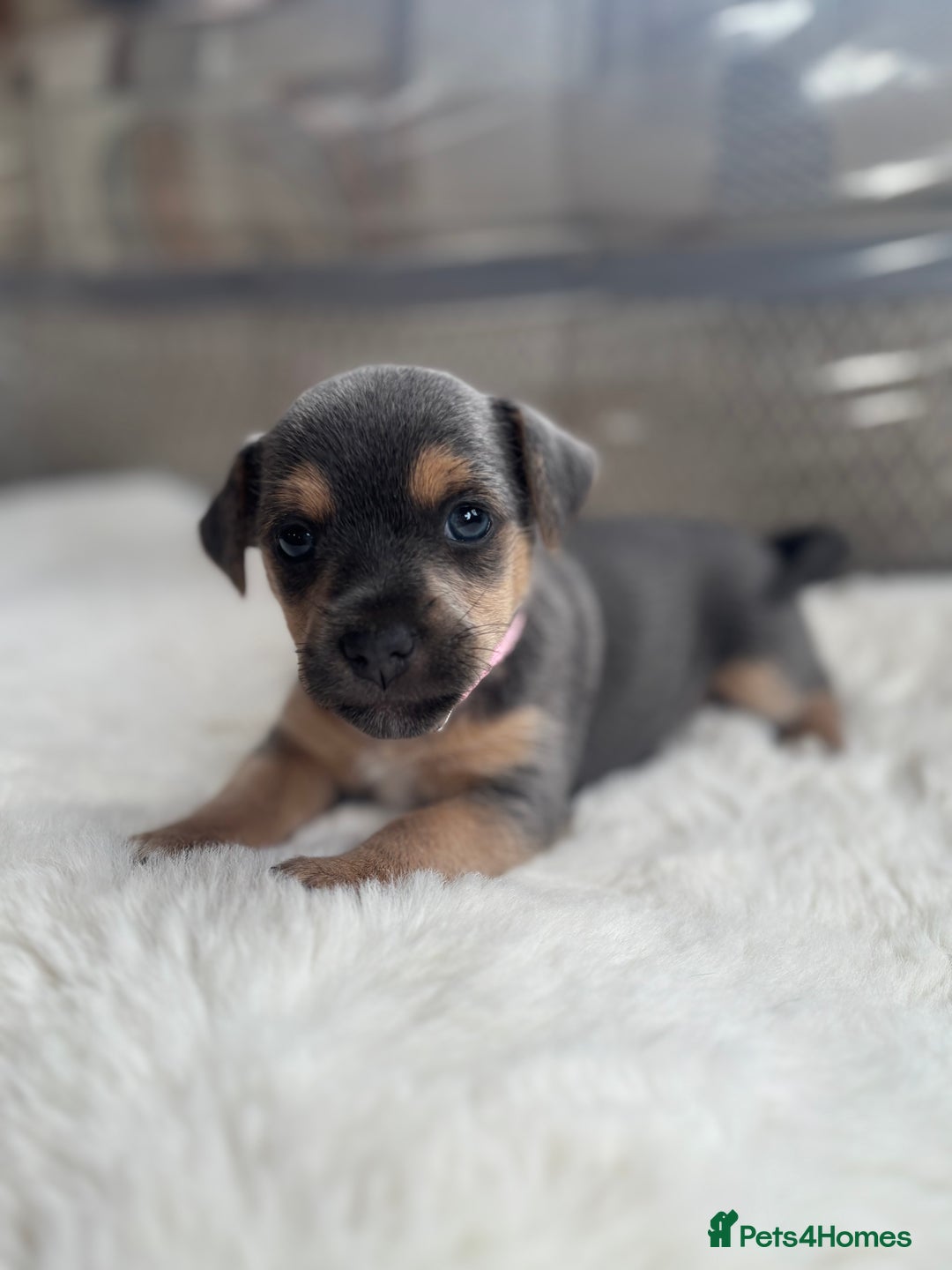 Jack Russell dogs for sale: Rare Jack Russell Puppies for sale - Image 4