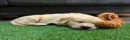Golden Retriever dogs for sale: golden retriever puppies in Bournemouth - Advert 2