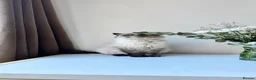 Himalayan cats for sale: 4-Year-Old Himalayan for sale!  - Advert 4