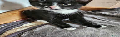 Mixed Breed Kitten 1