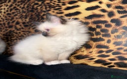 Ragdoll cats for sale: Gorgeous ragdoll kittens 💕 - Image 3