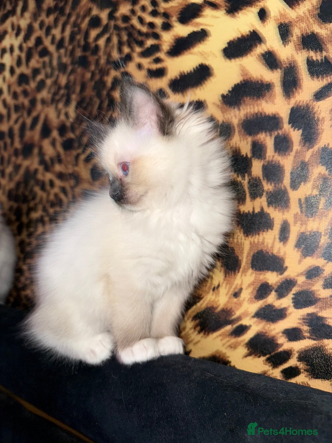 Ragdoll cats for sale: Gorgeous ragdoll kittens 💕 - Image 3