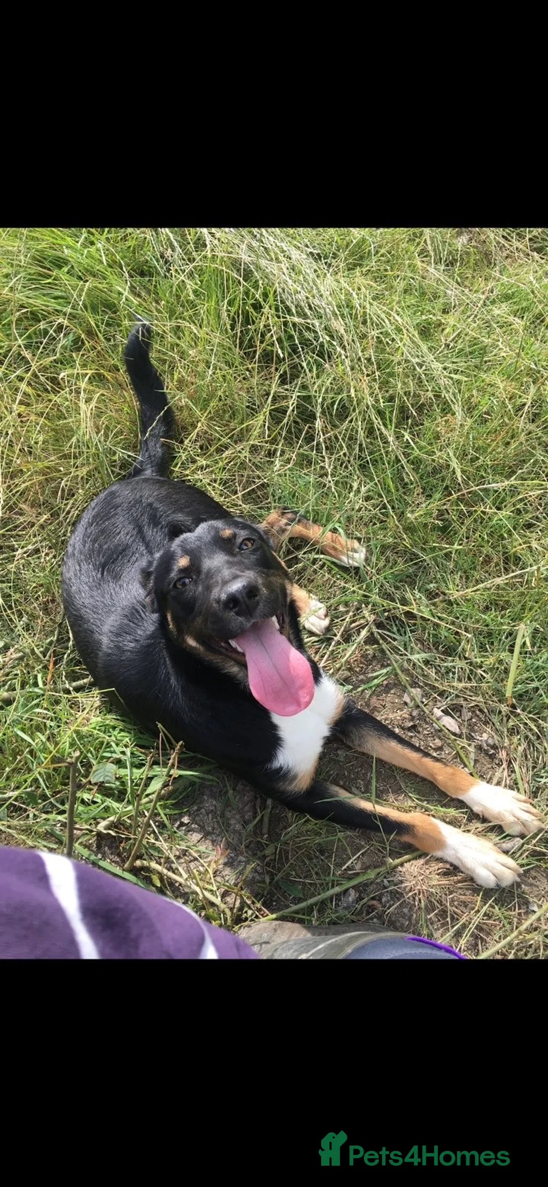 Mixed Breed dogs for sale: 4 beautifully marked pups - Advert 6