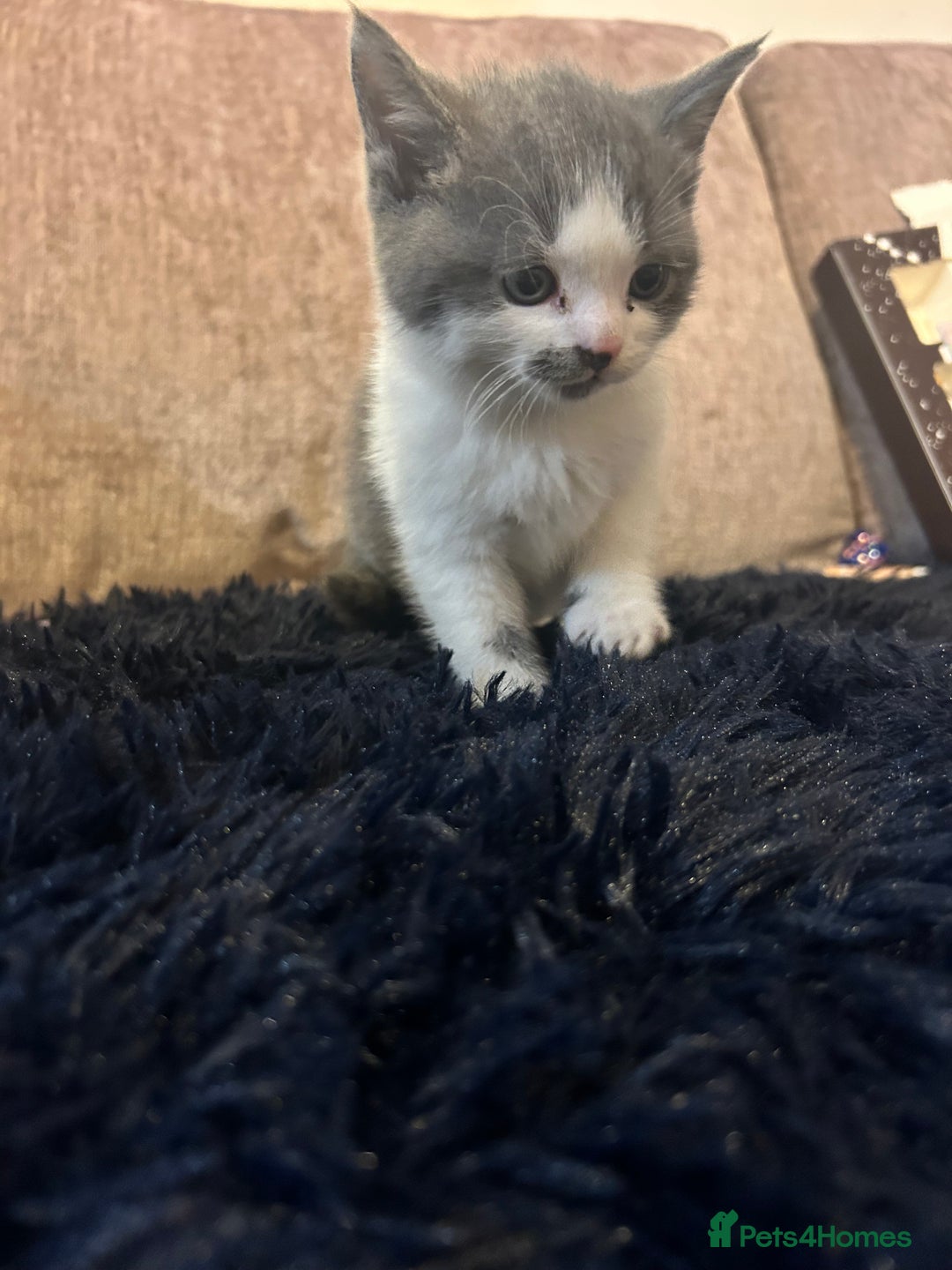 British Shorthair cats for sale: British shorthair kitten  - Advert 6