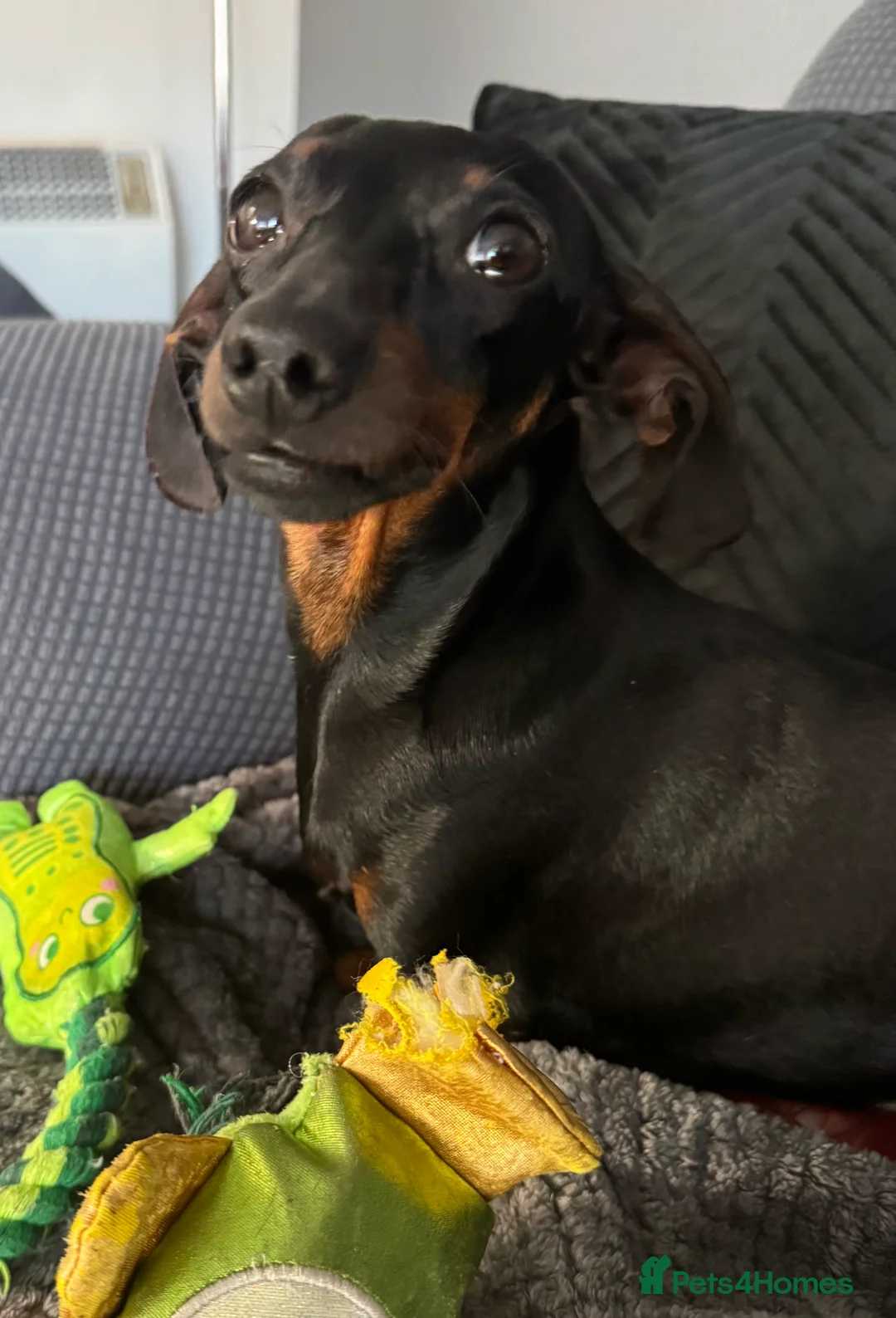 Dachshund dogs for sale: Miniature Daushund Dino 4 Years old - Advert 5