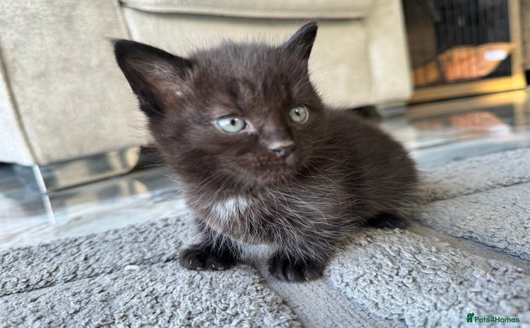 Munchkin cats - Advert 1