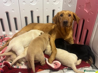 Labrador Retriever dogs Health Tested Perfect chunky Labrador Puppies - Advert 3