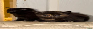 Domestic Shorthair Kitten 3