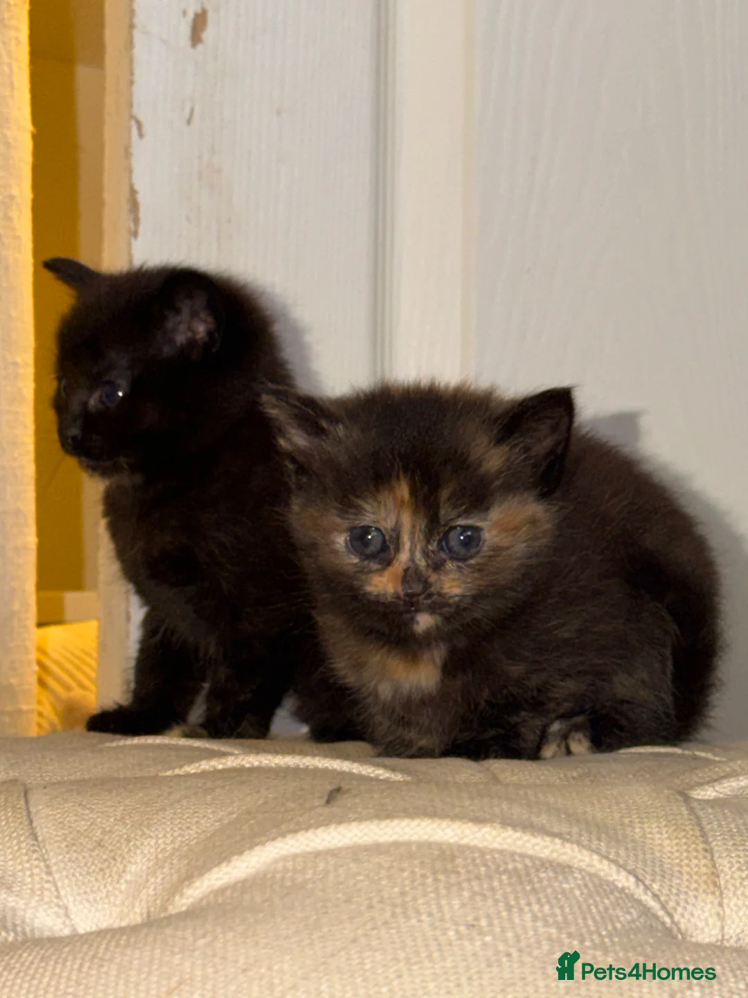 Domestic Shorthair cats for sale: 4 kittens - Advert 17