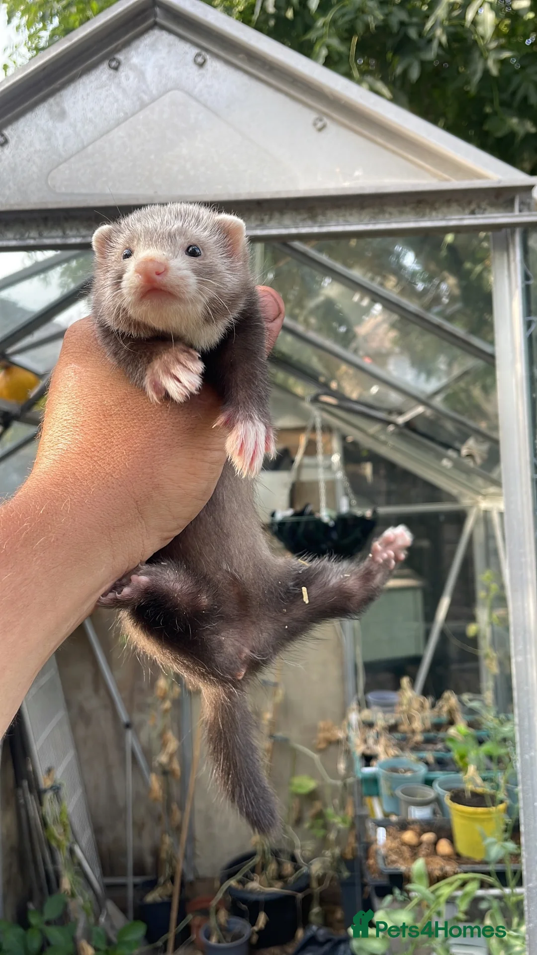 Ferret rodents for sale: 2 Jills available  - Advert 2